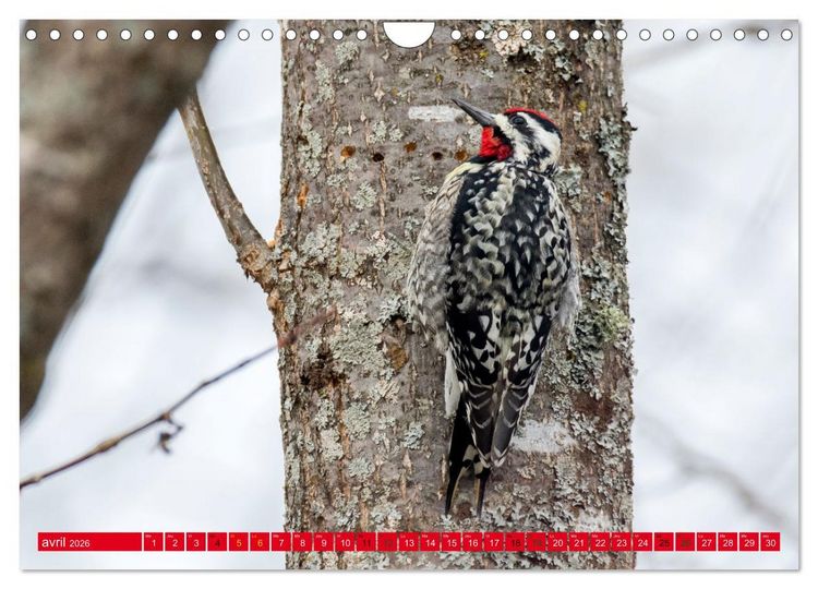 Produktbild: LA FOR&Ecirc;T DES PICS (Calendrier mural 2026 DIN A4 vertical), CALVENDO calendrier mensuel