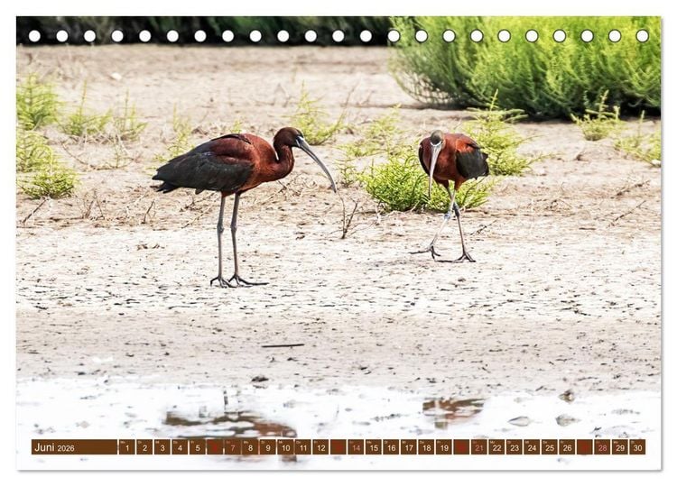Produktbild: Die Vogelwelt der Camargue (Tischkalender 2026 DIN A5 quer), CALVENDO Monatskalender