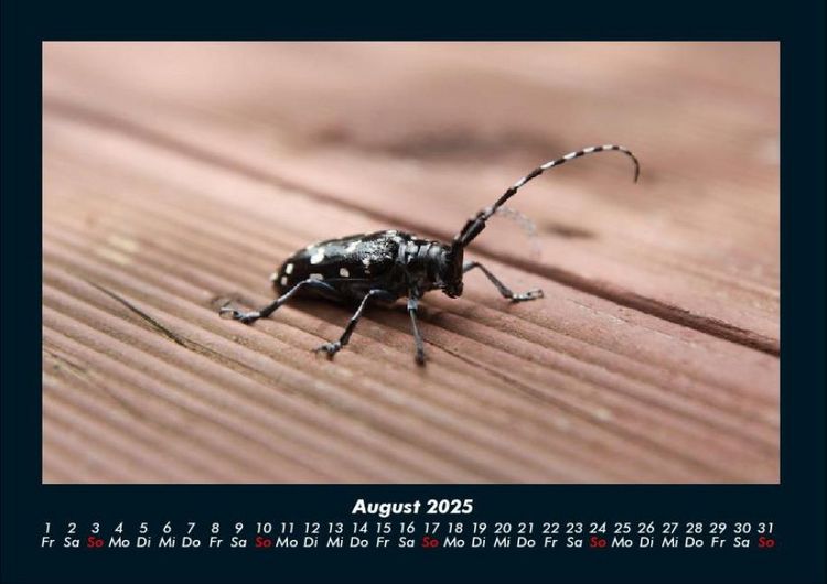 Produktbild: Waldbewohner 2025 Fotokalender DIN A4