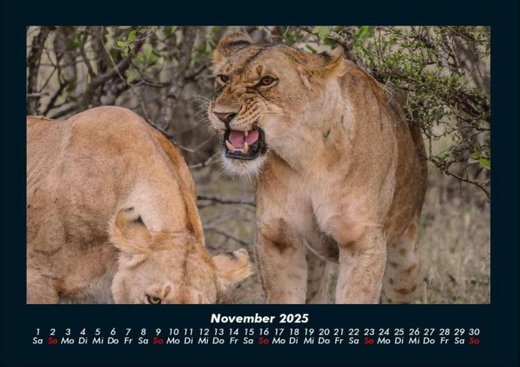 Produktbild: L&ouml;wen in der Wildnis 2025 Fotokalender DIN A4