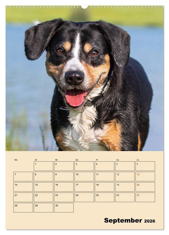 Produktbild: Jahresplaner Entlebucher Sennenhund (Wandkalender 2026 DIN A2 hoch), CALVENDO Monatskalender
