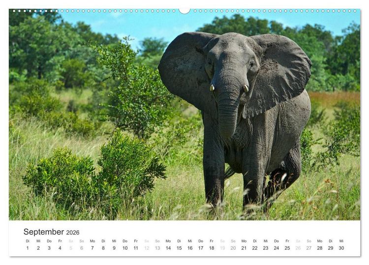 Produktbild: Elefanten - Sanfte Riesen in Afrika (hochwertiger Premium Wandkalender 2026 DIN A2 quer), Kunstdruck in Hochglanz