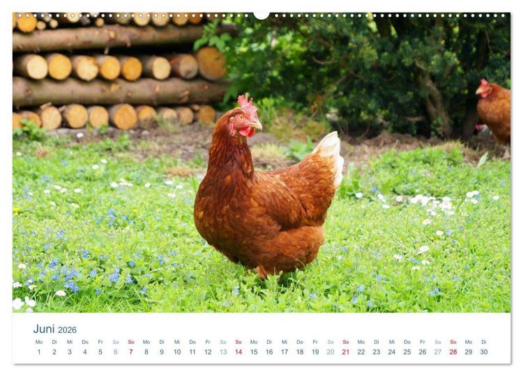 Produktbild: Tierisches Leben auf dem Bauernhof 2026 (Wandkalender 2026 DIN A2 quer), CALVENDO Monatskalender