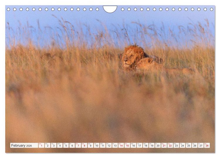 Produktbild: African Cats in impressive portraits (Wall Calendar 2026 DIN A4 landscape), CALVENDO 12 Month Wall Calendar