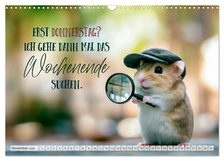 Produktbild: Hamsterhumor - Kleine Zuckerschnute, aber oho (Wandkalender 2026 DIN A3 quer), CALVENDO Monatskalender