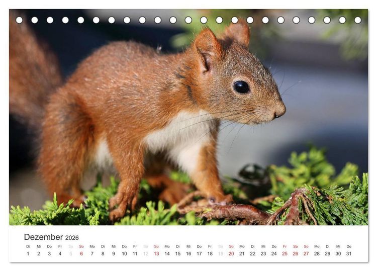 Produktbild: Eichh&ouml;rnchen Kinder (Tischkalender 2026 DIN A5 quer), CALVENDO Monatskalender