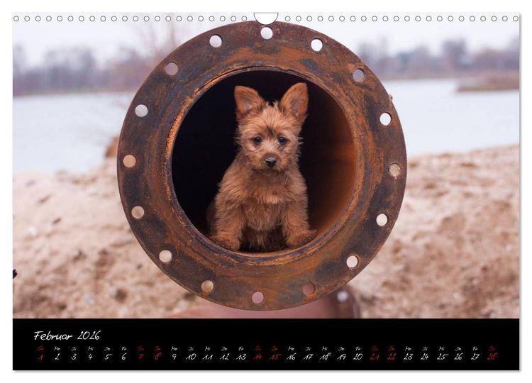 Produktbild: Australian Terrier Welpen (Wandkalender 2026 DIN A3 quer), CALVENDO Monatskalender