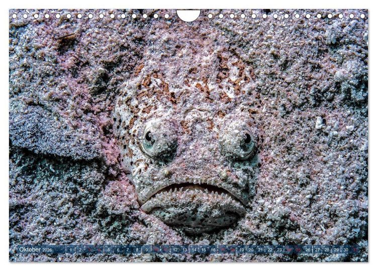 Produktbild: Wunderwelt Unterwasser (Wandkalender 2026 DIN A4 quer), CALVENDO Monatskalender
