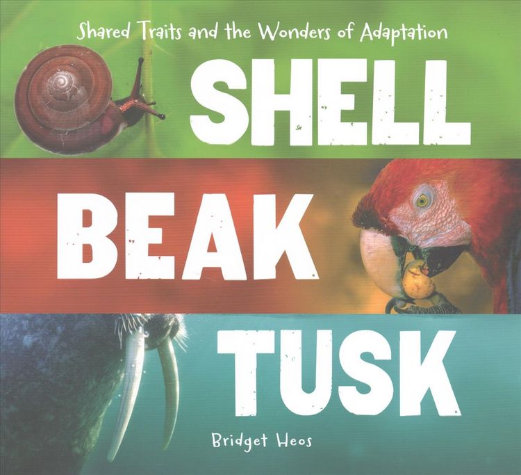 Produktbild: Shell, Beak, Tusk