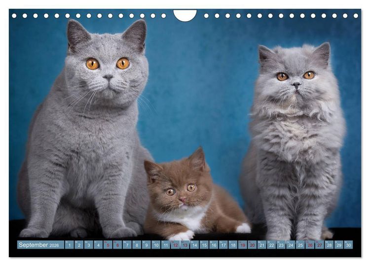 Produktbild: Kittens - Britisch Kurzhaar Katzenkinder (Wandkalender 2026 DIN A4 quer), CALVENDO Monatskalender