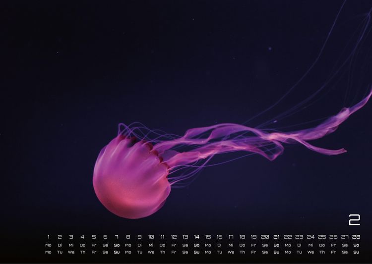 Produktbild: Sealife - verborgene Tiefen - 2027 - Kalender DIN A3