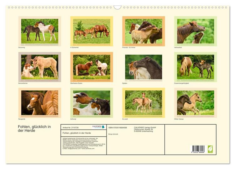 Produktbild: Fohlen, gl&uuml;cklich in der Herde (Wandkalender 2026 DIN A2 quer), CALVENDO Monatskalender