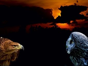 Produktbild: CALVENDO Puzzle Greifv&ouml;gel - Kaiseradler und Bartkautz | 1000 Teile Lege-Gr&ouml;&szlig;e 64x48cm Foto-Puzzle f&uuml;r gl&uuml;ckliche Stunden