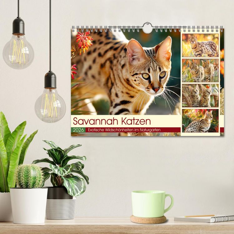 Produktbild: Savannah Katzen. Exotische Wildsch&ouml;nheiten im Naturgarten (Wandkalender 2026 DIN A4 quer), CALVENDO Monatskalender