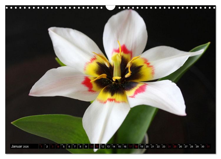 Produktbild: Liebenswerte Bl&uuml;ten (Wandkalender 2026 DIN A3 quer), CALVENDO Monatskalender