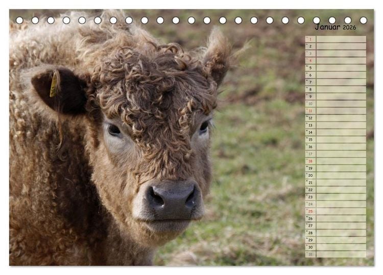 Produktbild: Gl&uuml;ckliche K&uuml;he (Tischkalender 2026 DIN A5 quer), CALVENDO Monatskalender