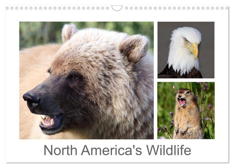 Produktbild: North America's Wildlife (Wall Calendar 2026 DIN A3 landscape), CALVENDO 12 Month Wall Calendar