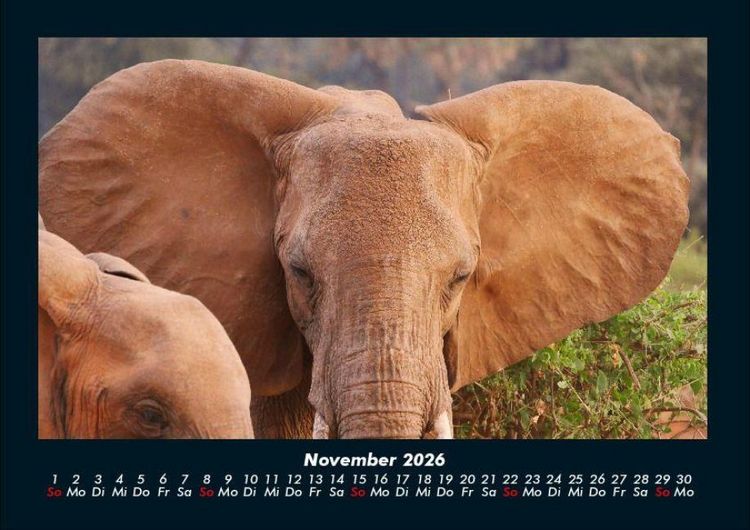 Produktbild: Elefanten - Die sanften Riesen Afrikas 2026 Fotokalender DIN A4