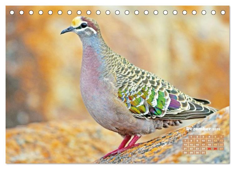 Produktbild: Tauben: vielfarbiges Gefieder und pr&auml;chtige Federkrone (Tischkalender 2026 DIN A5 quer), CALVENDO Monatskalender