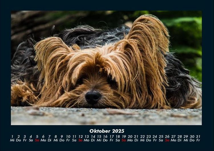 Produktbild: Hundezauber 2025 Fotokalender DIN A4