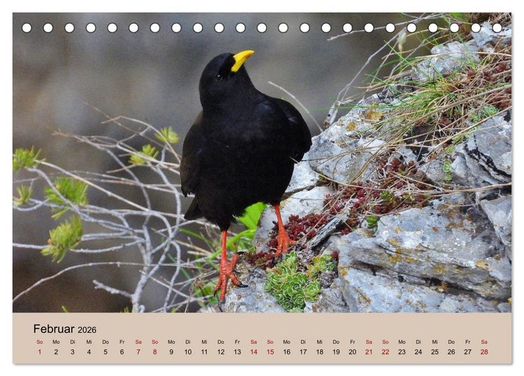 Produktbild: Flamingo und Co - Faszinierende Vogelwelt S&uuml;dfrankreichs (Tischkalender 2026 DIN A5 quer), CALVENDO Monatskalender