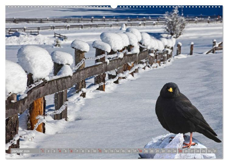 Produktbild: Wir sind die fliegenden Stars (Wandkalender 2026 DIN A2 quer), CALVENDO Monatskalender