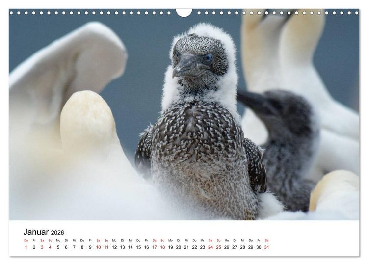 Produktbild: Mitreisekalender 2026 Helgoland (Wandkalender 2026 DIN A3 quer), CALVENDO Monatskalender