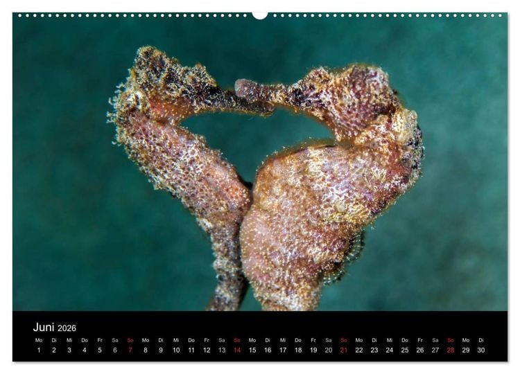 Produktbild: Abgetaucht - an den K&uuml;sten vor Cura&ccedil;ao (hochwertiger Premium Wandkalender 2026 DIN A2 quer), Kunstdruck in Hochglanz