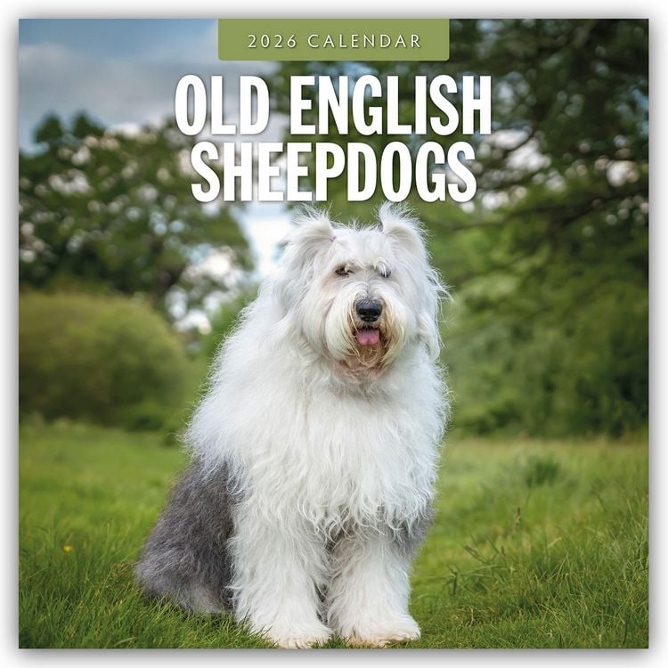 Produktbild: Old English Sheepdogs – Bobtail 2026 – 16-Monatskalender