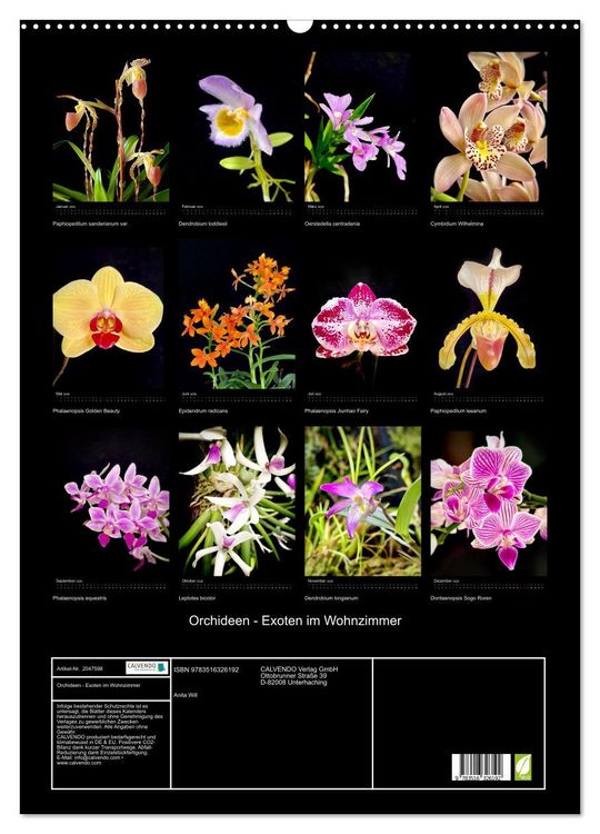 Produktbild: Orchideen - Exoten im Wohnzimmer (Wandkalender 2026 DIN A2 hoch), CALVENDO Monatskalender