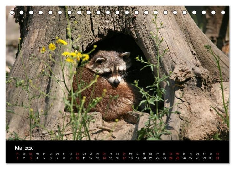 Produktbild: Waschb&auml;ren (Tischkalender 2026 DIN A5 quer), CALVENDO Monatskalender