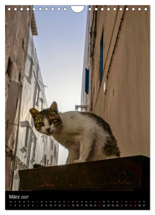 Produktbild: Katzen in Marokko (Wandkalender 2027 DIN A4 hoch), CALVENDO Monatskalender