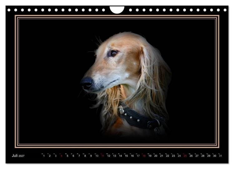 Produktbild: Saluki 2027 (Wandkalender 2027 DIN A4 quer), CALVENDO Monatskalender