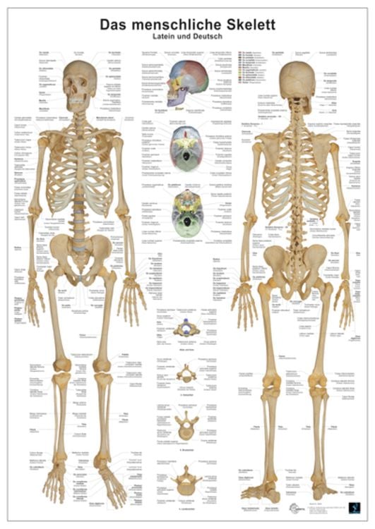 Produktbild: Anatomie-Lerntafel/Skelett