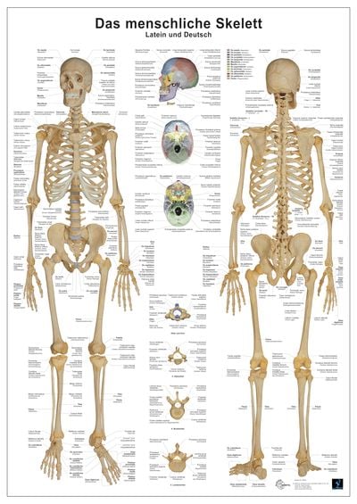 Produktbild: Anatomie Lerntafeln- Das menschliche Skelett