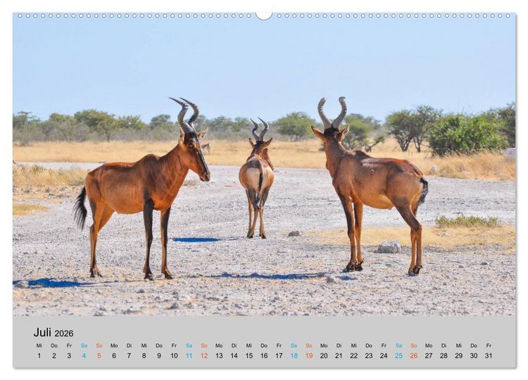 Produktbild: Antilopen, sch&ouml;n und schnell (hochwertiger Premium Wandkalender 2026 DIN A2 quer), Kunstdruck in Hochglanz