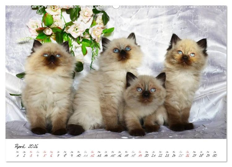 Produktbild: Katzenparade (Wandkalender 2026 DIN A2 quer), CALVENDO Monatskalender