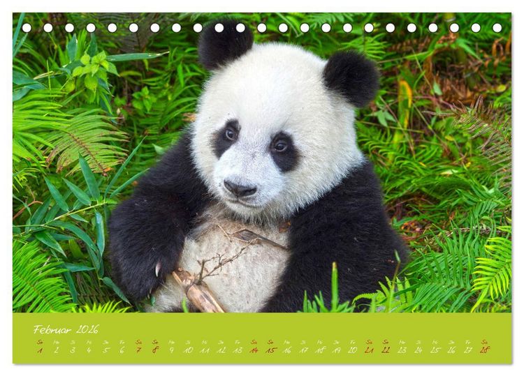 Produktbild: Der Gro&szlig;e Panda Ein kuscheliger Geselle (Tischkalender 2026 DIN A5 quer), CALVENDO Monatskalender