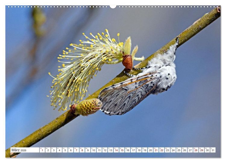 Produktbild: Nachtfalter - heimlich unterwegs, aber unheimlich sch&ouml;n (Wandkalender 2026 DIN A2 quer), CALVENDO Monatskalender