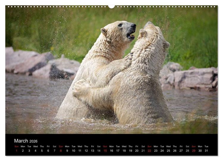 Produktbild: POLAR BEARS - ARCTIC LEGENDS (High Quality Premium Wall Calendar 2026 DIN A2 landscape),CALVENDO 12 Month Wall Calendar