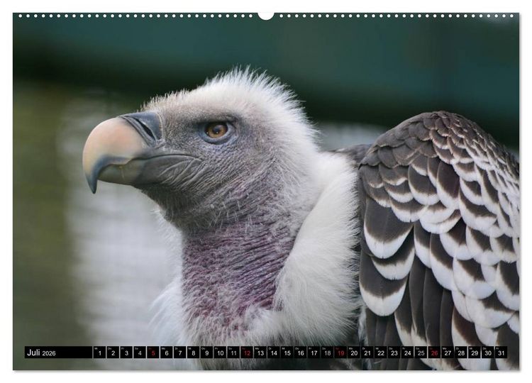 Produktbild: Adler und Greife - K&ouml;nige des Himmels (hochwertiger Premium Wandkalender 2026 DIN A2 quer), Kunstdruck in Hochglanz
