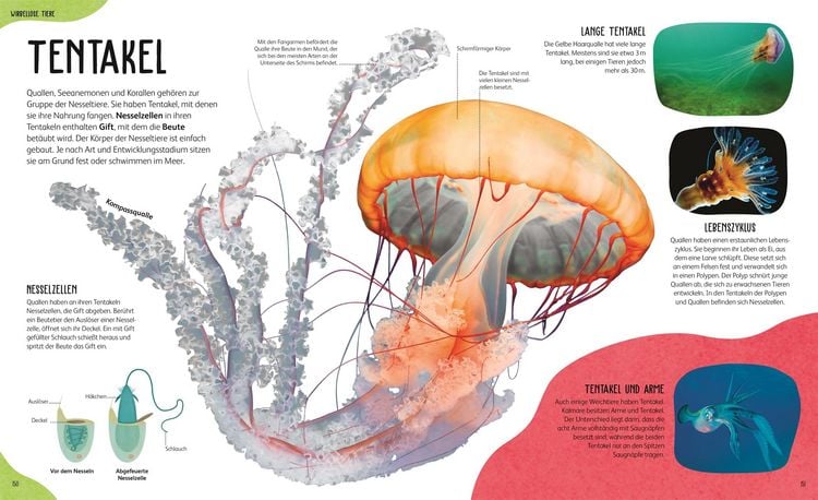 Produktbild: Anatomie der Tiere