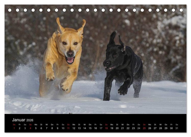 Produktbild: Labrador Retriever 2026 (Tischkalender 2026 DIN A5 quer), CALVENDO Monatskalender