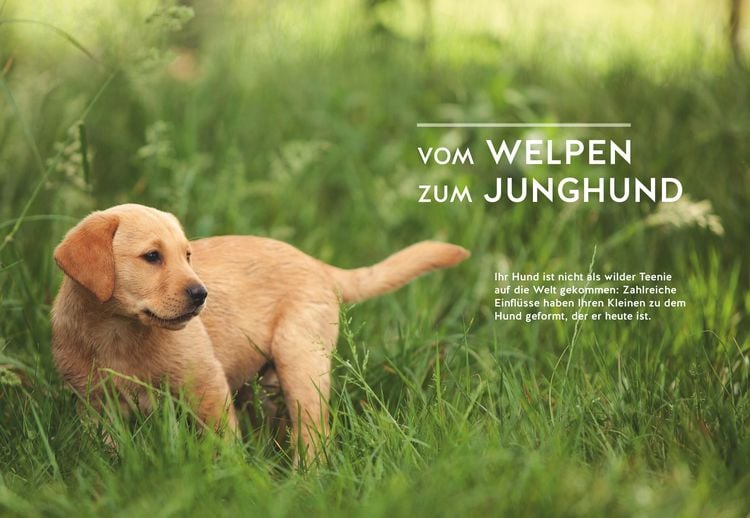 Produktbild: Wenn der Welpe zum halbstarken Hund wird