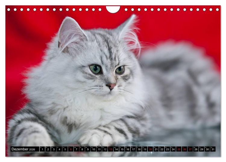 Produktbild: Rassekatzen (Wandkalender 2026 DIN A4 quer), CALVENDO Monatskalender