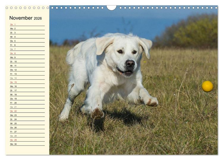 Produktbild: Das Gl&uuml;ck hat einen Namen - Golden Retriever (Wandkalender 2026 DIN A3 quer), CALVENDO Monatskalender