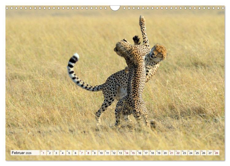 Produktbild: Faszinaton Afrika: Geparde (Wandkalender 2026 DIN A3 quer), CALVENDO Monatskalender