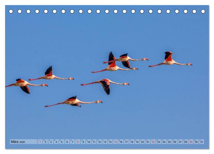 Produktbild: Camargue - Der wilde S&uuml;den Frankreichs (Tischkalender 2026 DIN A5 quer), CALVENDO Monatskalender