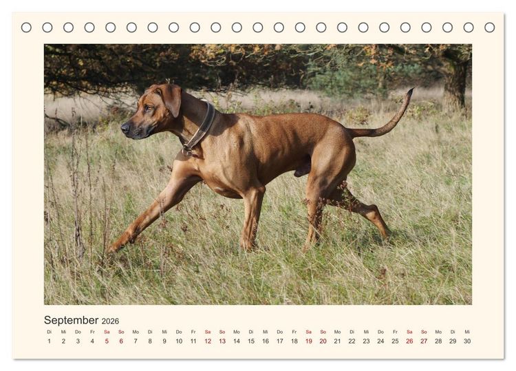 Produktbild: Rhodesian Ridgeback Power aus S&uuml;dafrika (Tischkalender 2026 DIN A5 quer), CALVENDO Monatskalender
