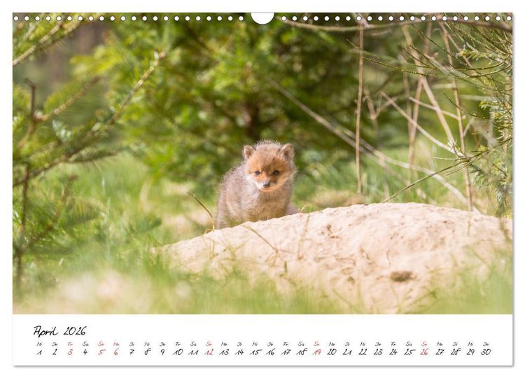 Produktbild: Fuchs entdeckt - im Naturparadies der Mecklenburgischen Seenplatte (Wandkalender 2026 DIN A3 quer), CALVENDO Monatskalender